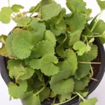 nurserylive-brahmi-gotu-kola-centella-asiatica-plant-4-354080_300x@2x