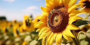 Are SUNFLOWER seeds good for you.